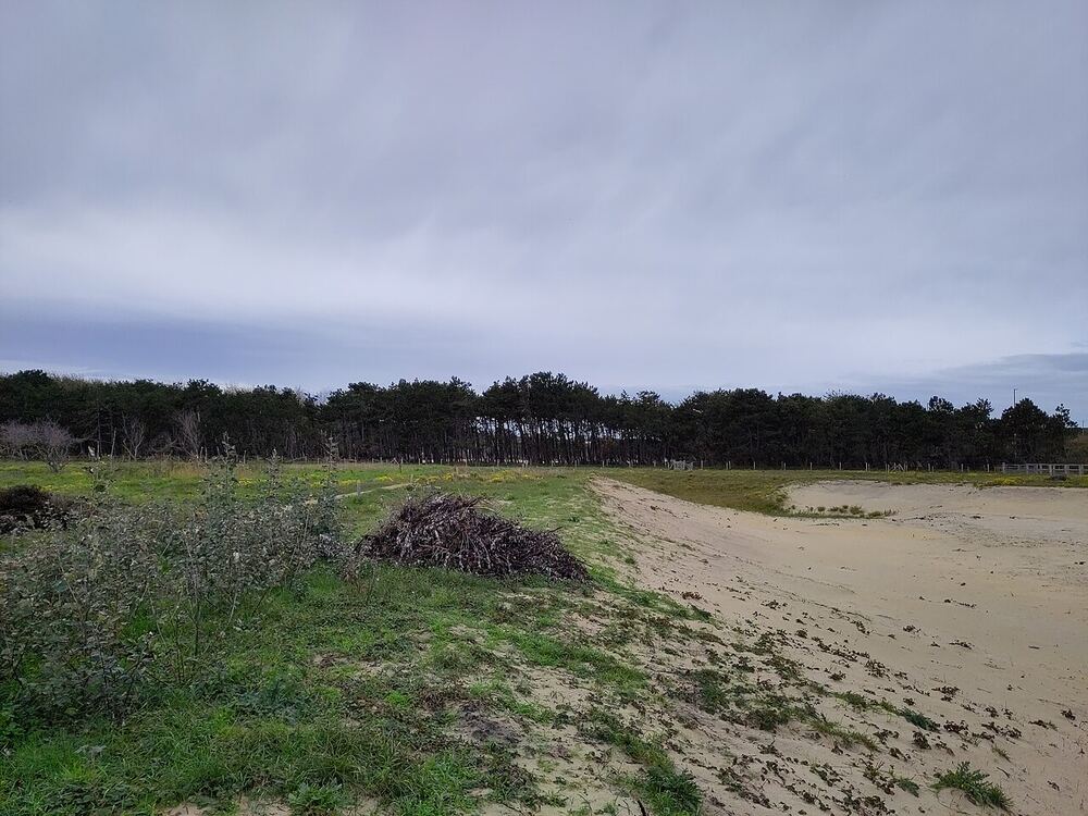Duinen met begroeiing langs het strand bij Wenduine